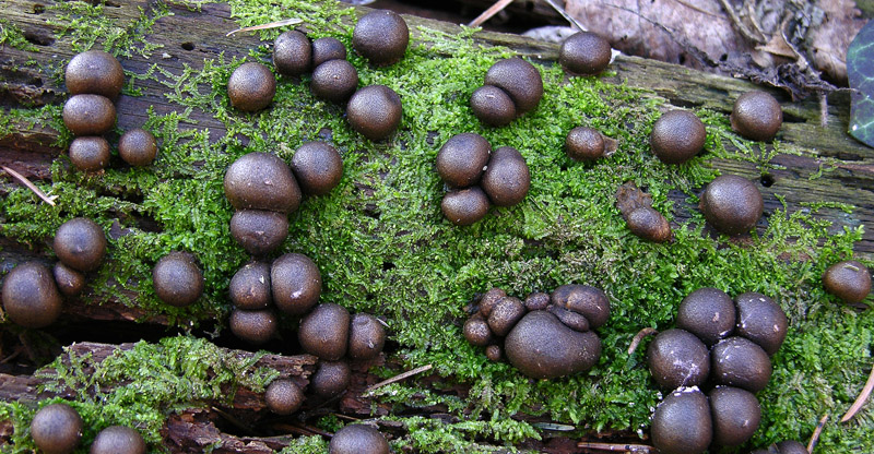 Ritrovamenti odierni.